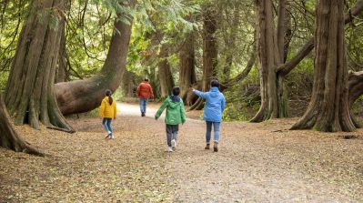 Lough_Key_Forest_and_Activity_Park_Forest_Walk_Co_Roscommon_courtesy_Failte_Ireland.jpg