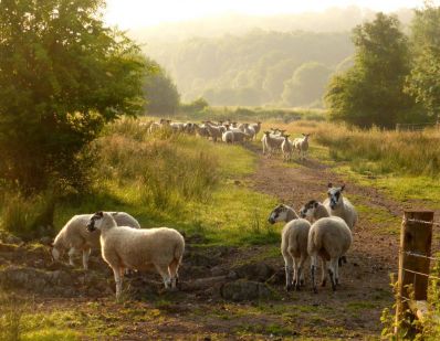 1200-Sheep-in-the-Chess-Valley-c-Paul-Jennings.jpg