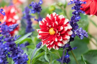 15._Salvias_and_dahlias_in_Erddigs_Parterre._The_colours_reflect_the_State_Bed_embroidery._National_Trust_Images_Paul_Harris_-_Copy.jpg