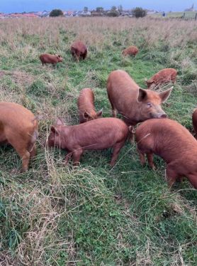 Bowhouse_Farm_Pigs_1.jpg