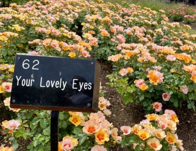 Regents_Park_rosegarden_MrsLondoner_-_Copy.jpg